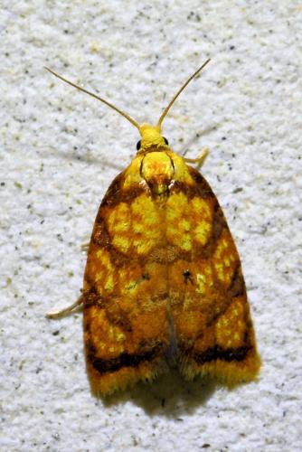 Acleris bergmanniana
